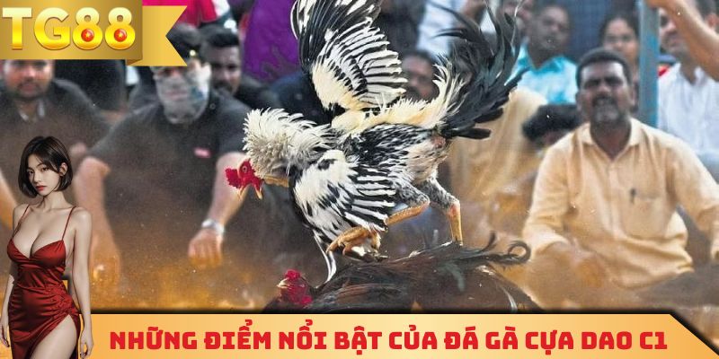 Những điểm nổi bật khi theo dõi đá gà tại nhà cái